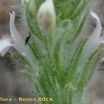 Lafuentea rotundifolia Fleur