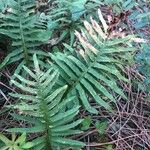 Polypodium cambricum পাতা