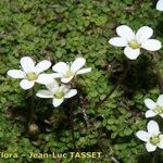 Arenaria balearica Flower