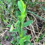 Crotalaria sagittalis Folla