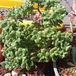 Aeonium lindleyi Лист