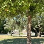 Quercus suber Агульны выгляд