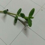 Delosperma echinatum Leaf