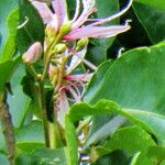 Calodendrum capense Leaf