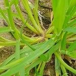 Hordeum marinum Corteza