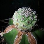 Strombocactus disciformis 叶