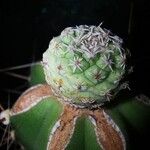 Strombocactus disciformis List