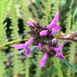 Betonica officinalis Flower