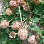 Trifolium fragiferum Φρούτο