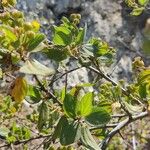 Ceanothus velutinus برگ