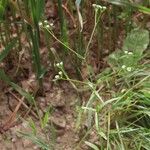 Valeriana dentata Blüte