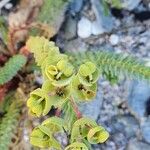 Euphorbia paralias Kvet