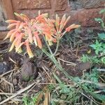 Aloe lateritia Flower