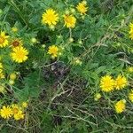 Inula spiraeifolia Flower