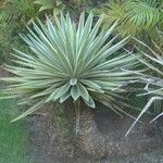 Agave angustifolia Leaf