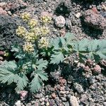 Lomatium martindalei ᱛᱟᱦᱮᱸ