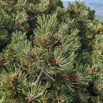 Pinus uncinata List