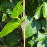 Cocculus carolinus Bark