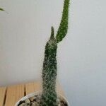 Opuntia orbiculata برگ