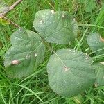 Rubus vestitus Blatt