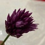 Allium rotundum Λουλούδι