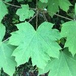 Oplopanax horridus Hoja