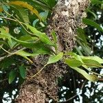 Lepisorus spicatus 树皮