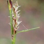 Carex montana Fruto