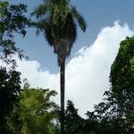 Attalea maripa Yeri