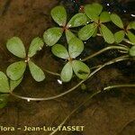 Marsilea strigosa Levél