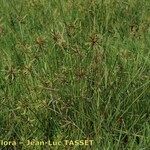 Cyperus flavidus 形态