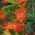 Embothrium coccineum Otro