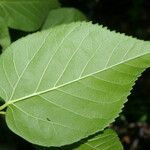 Morus celtidifolia Blatt