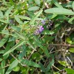 Hardenbergia comptoniana Кветка