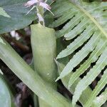 Aechmea gamosepala List