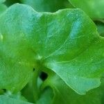 Viola hederacea Leaf