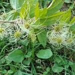 Clematis virginiana Ffrwyth