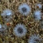 Crepis foetida Fula