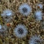 Crepis foetida Fleur