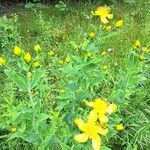 Hypericum ascyron Flower