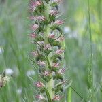 Echium boissieri Cvijet