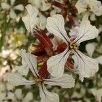 Eruca sativa Flower