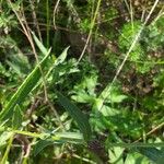 Centaurea stoebe Blatt