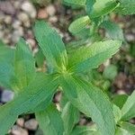 Stevia rebaudiana Ліст