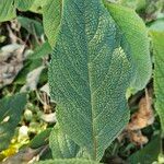 Salvia confertiflora Leaf