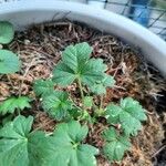 Potentilla brauneana Blad