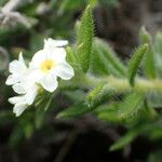 Euploca humilis Flower
