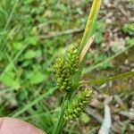 Carex pallescens Blomst