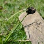 Carex parviflora Blomma