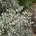 Retama raetam Fleur